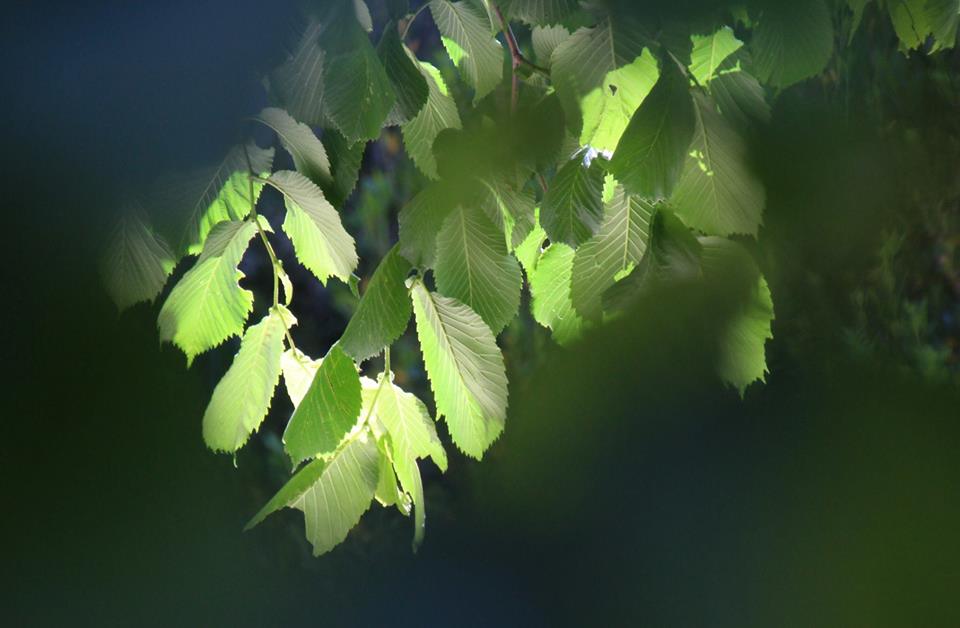 The Light